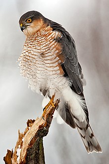   220px-Accipiter_nisu