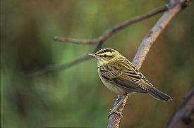 Nuori ruokokerttunen (Acrocephalus schoenobaenus)