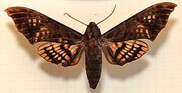 Adhemarius tigrina