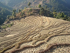 Земледельческие земли Непала Terrance