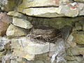 Vogelnest an der Mauer, Juli 2006