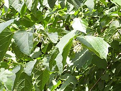 Alangium platanifolium.