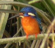 Blue-eared Kingfisher sighted in the Sundarbans