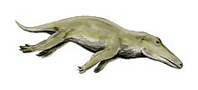 Reconstruction of Ambulocetus natans Ambulocetus BW.jpg