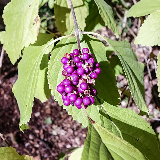 American Beautyberry (38113616946)