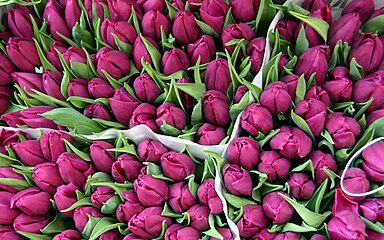 Tulips