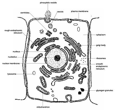 animal cell through microscope. an outer cell wall or plasma