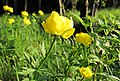 Upolín evropský (Trollius europaeus)