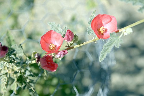 Apricot Mallow (24941300056)