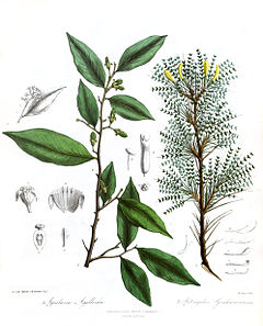 Description de l'image AquilariaAstragalusRoyle.jpg.