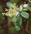 Arbutus menziesii