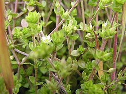 Čiobralapė smiltė (Arenaria serpyllifolia)