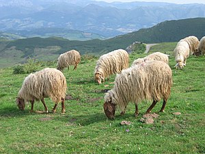 Asturian sheep grazing in the Picos de Europa