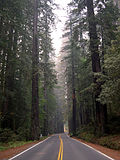 Miniatuur voor Humboldt Redwoods State Park