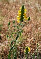 Bartsia trixago