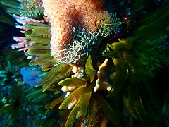 Basket star