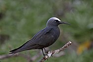 black seabird with white forehead facing right