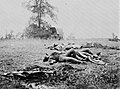 Confederate Dead at the Rose Woods somestimes misidentied as dead of the 1st Minnesota Regiment Union army[15]