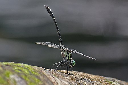 ആൺതുമ്പി