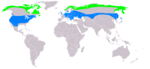 Buteo lagopus – Verbreitung