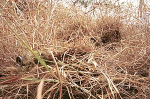 300px-Camouflaged-sniper.jpg