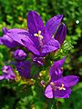 Flores de Campanula glomerata.