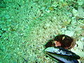 Thumbnail for Kaapse tongvis
