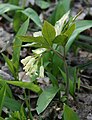 Quirlblättrige Zahnwurz (Cardamine enneaphyllos)