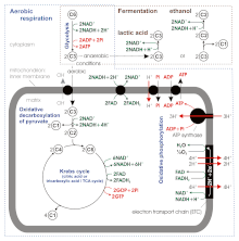 Stoichiometry of aerobic respiration and most known fermentation types in eucaryotic cell. Numbers in circles indicate counts of carbon atoms in molecules, C6 is glucose C6H12O6, C1 carbon dioxide CO2. Mitochondrial outer membrane is omitted. Cellular respiration.gif