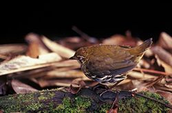 Isonysämuura (Chamaeza nobilis)