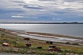 Laguna Cabeza de Mar, 50 km north of Punta Arenas, Magallanes, Chile