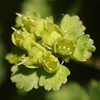 蒴果は斜開する