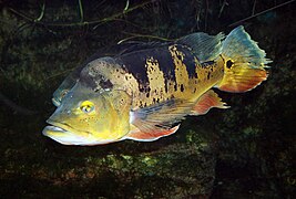 Il tucunaré è un altro pesce comunemente consumato in Amazzonia.