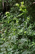 Kohldistel (ähnlich sind Alpen-Kratzdistel, Gewöhnliche Kratzdistel, Mariendistel Cirsium japonicum, Cirsium setidens, Cirsium pyrenaicum) (Blätter und Wurzeln, teils auch Stängel und Blütenböden) (siehe auch Artischocke)