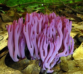 Une clavaire de Zollinger (Clavaria zollingeri) photographié dans le parc d'État de Babcock en Virginie-Occidentale (États-Unis). (définition réelle 2 470 × 2 207)