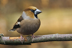 Coccothraustes coccothraustes.jpg