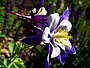 Коломбина (Aquilegia caerulea) - 26.JPG