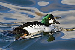 Эрэгчин (Bucephala clangula americana)