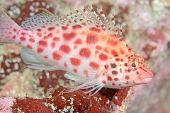 Description de l'image Coral Hawkfish.jpg.