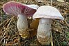 Cortinarius camphoratus