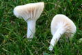 Cuphophyllus virgineus sin. Hygrocybe virginea