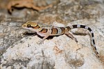 December: Cyrtodactylus samroiyot (en geckoödla)