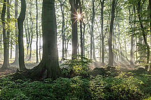 17. Platz: Dietmar Rabich mit Naturschutzgebiet „Roruper Holz“ (COE-045) in der Bauerschaft Hanrorup bei Rorup, Dülmen, Nordrhein-Westfalen, Deutschland