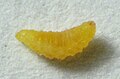 Larva of Dasineura carbonaria