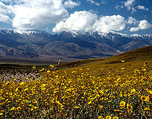 220px-Death_Valley_Gerea_canescens.jpg