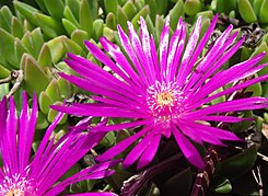 Delosperma lavisiae.jpg