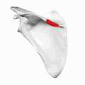 Left scapula. Animation. Deltoid tubercle is shown in red.