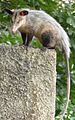 common opossum