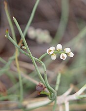 C. filiformis flowers