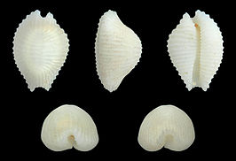 Dolichupis producta